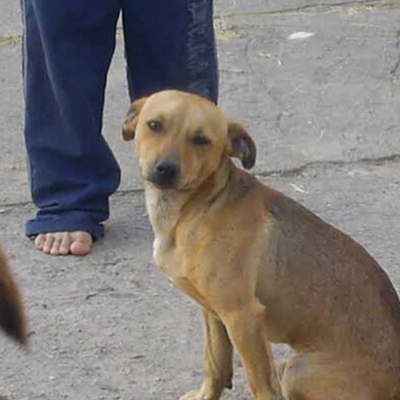 cão